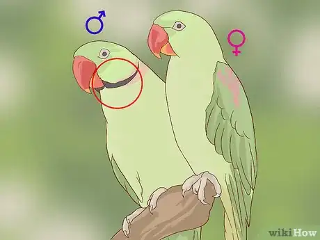 Imagen titulada Tell the Sex of Parrots Step 6