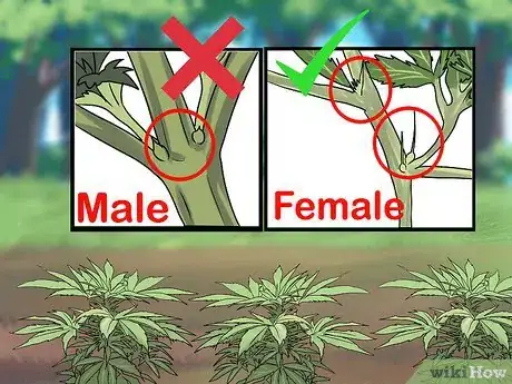 Imagen titulada Grow Medical Marijuana Step 41