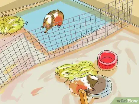 Imagen titulada Treat Lumps in Guinea Pigs Step 11