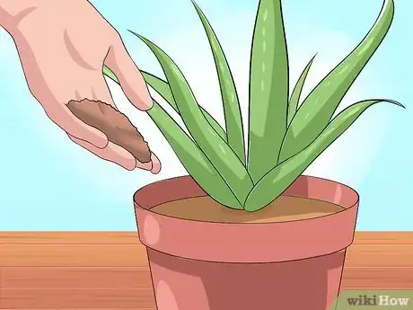 Imagen titulada Care for Your Aloe Vera Plant Step 7