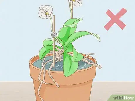 Imagen titulada Save an Orchid from Root Rot Step 15