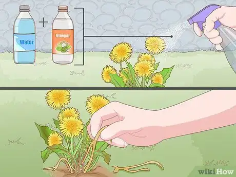 Imagen titulada Get Rid of Dandelions in a Lawn Step 7