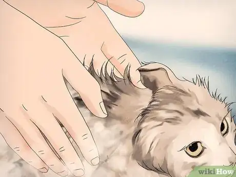 Imagen titulada Shampoo a Kitten for Fleas Step 6