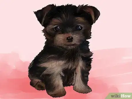 Imagen titulada Draw a Yorkie Step 12