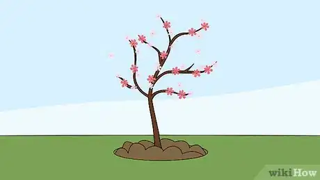 Imagen titulada Grow a Cherry Blossom Tree Step 8