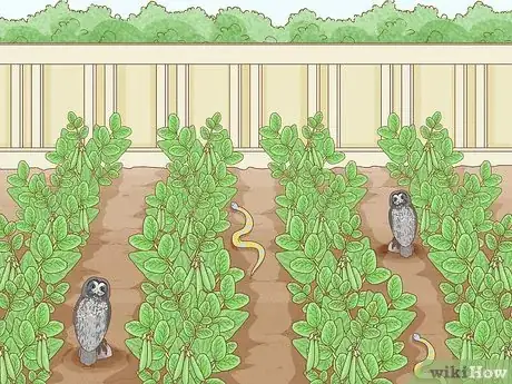 Imagen titulada Protect Peas from Birds Step 7