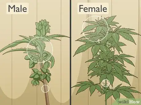 Imagen titulada Identify Female and Male Marijuana Plants Step 7