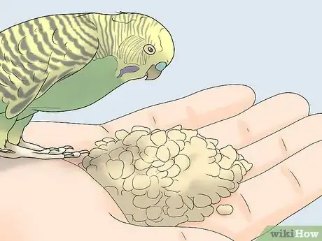 Imagen titulada Gain Your Bird's Trust Step 7