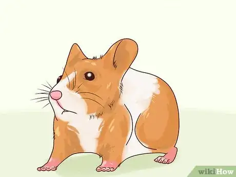 Imagen titulada Treat Diarrhea in Hamsters Step 5