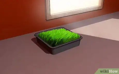 Imagen titulada Grow Wheatgrass at Home Step 7