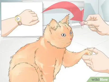 Imagen titulada Teach Your Cat to Give a Handshake Step 12