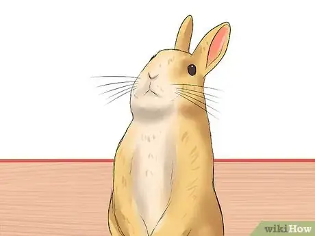 Imagen titulada Diagnose Respiratory Problems in Rabbits Step 6