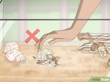 Imagen titulada Make Your Hermit Crab Live for a Long Time Step 4