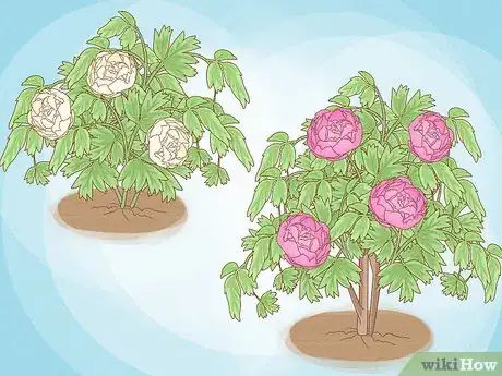 Imagen titulada Plant Peonies Step 6