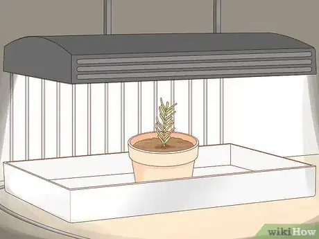 Imagen titulada Grow Rosemary Indoors Step 9