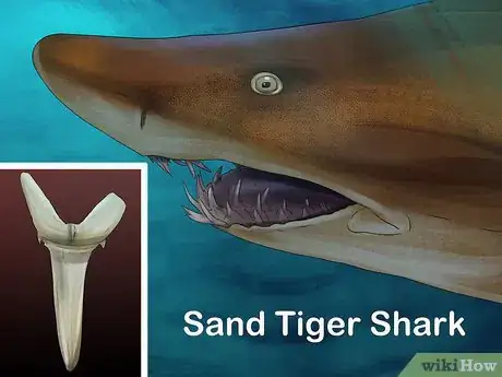 Imagen titulada Identify Shark Teeth Step 9