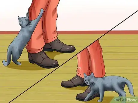 Imagen titulada Identify a Russian Blue Step 7