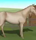 diferenciar el color de un caballo por su nombre