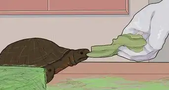 cuidar de una tortuga que está hibernando