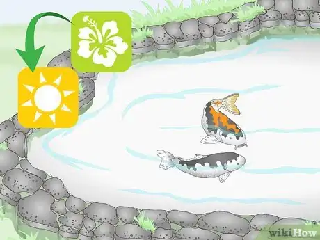 Imagen titulada Breed Koi Fish Step 4