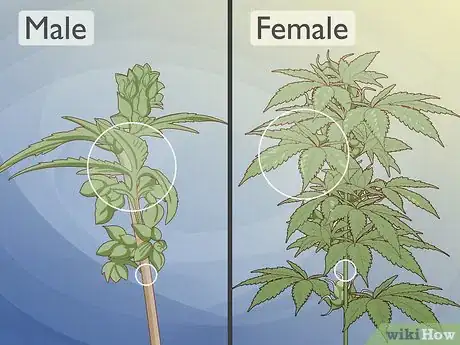 Imagen titulada Identify Female and Male Marijuana Plants Step 1