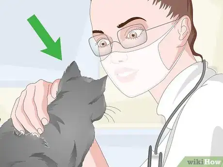 Imagen titulada Eliminate Cat Odors Around the House Step 13