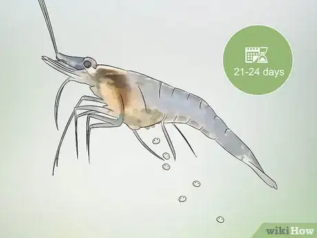 Imagen titulada Breed Ghost Shrimp Step 17