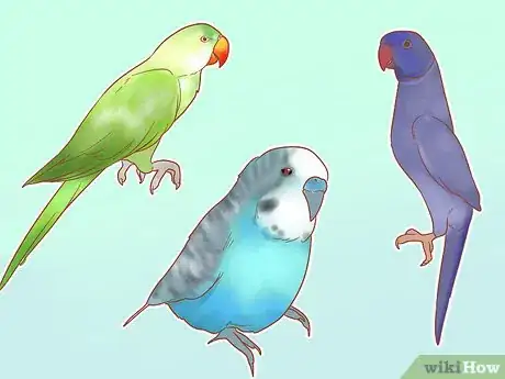 Imagen titulada Take Care of a Parakeet Step 1