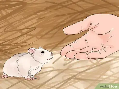 Imagen titulada Avoid Scaring Your Hamster Step 5