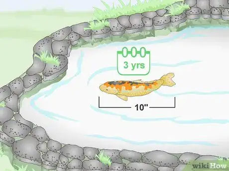 Imagen titulada Breed Koi Fish Step 1