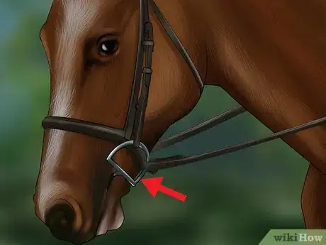 Imagen titulada Get Your Horse to Work on the Bit Step 2