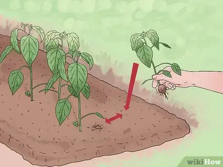 Imagen titulada Take Care of Plants Step 13