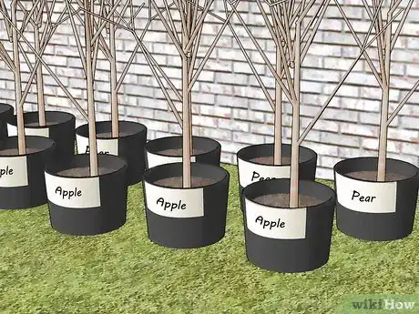 Imagen titulada Plant Fruit Trees Step 1