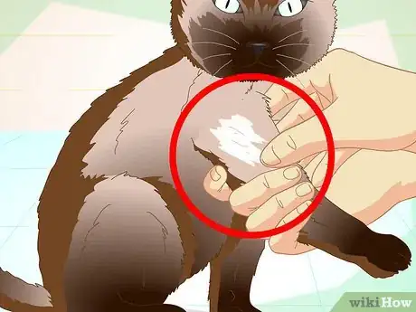 Imagen titulada Help a Cat with a Broken Shoulder Step 17