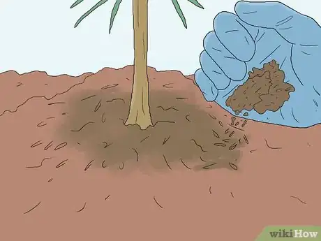 Imagen titulada Grow Pine Trees Step 11