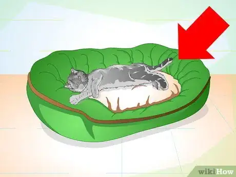 Imagen titulada Care for Your Cat After Neutering or Spaying Step 2