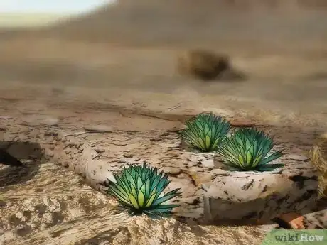 Imagen titulada Find Water in the Desert Step 3