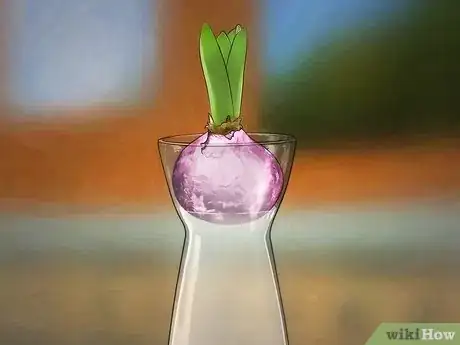 Imagen titulada Grow a Hyacinth Bulb in Water Step 6