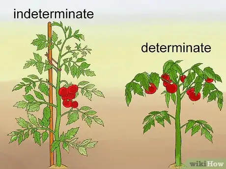 Imagen titulada Prune Tomatoes Step 1