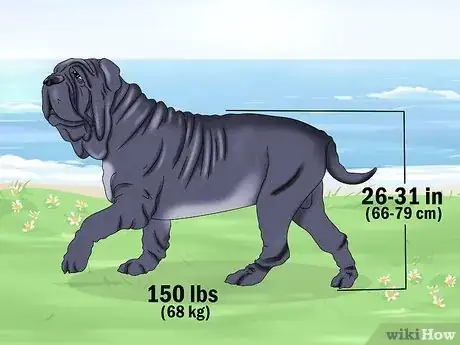 Imagen titulada Identify a Neapolitan Mastiff Step 1