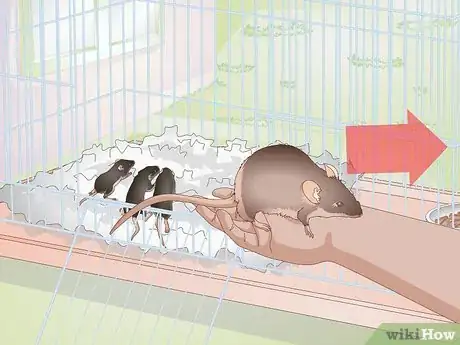 Imagen titulada Save a Baby Wild Mouse Step 1