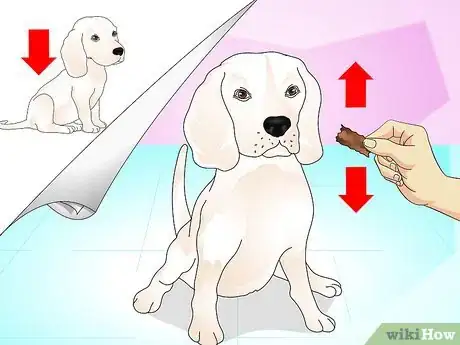 Imagen titulada Teach Your Dog to Do a High Five Step 4