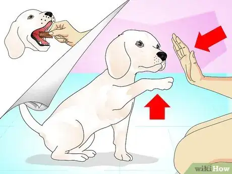 Imagen titulada Teach Your Dog to Do a High Five Step 8