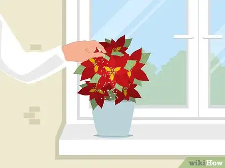 Imagen titulada Care for Poinsettias Step 10