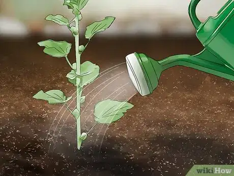 Imagen titulada Grow Hollyhocks Step 11