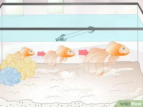 Imagen titulada Tell if Your Goldfish Is an Adult Step 5