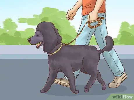 Imagen titulada Care for a Poodle Step 6