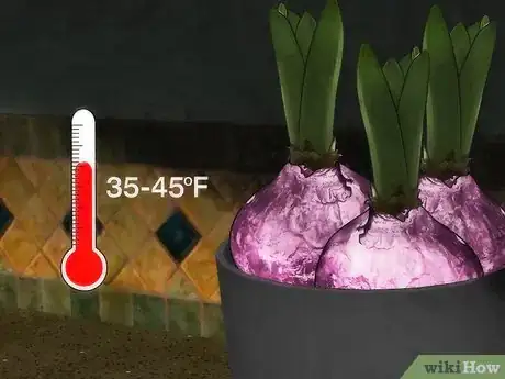 Imagen titulada Grow a Hyacinth Bulb in Water Step 2