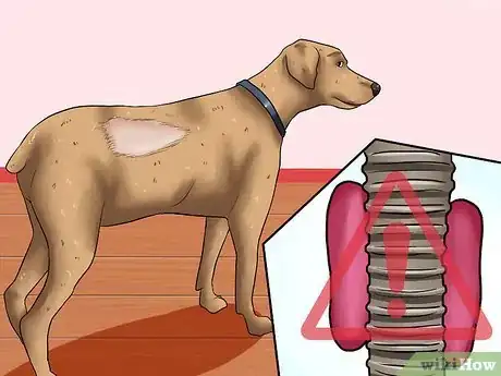 Imagen titulada Help Your Dog Lose Weight Step 15