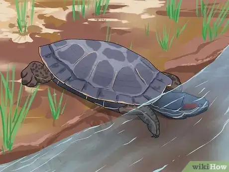 Imagen titulada Tell the Difference Between a Tortoise, Terrapin and Turtle Step 3